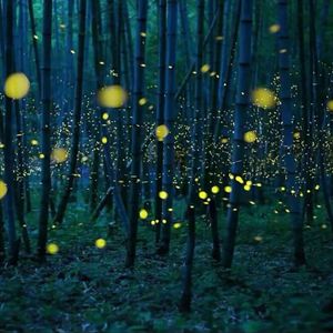 美女高清黄色片
